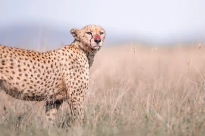 Cheetah at Wilderness Usawa, Tanzania