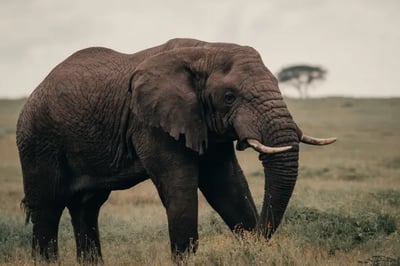 Elephant at Wilderness Usawa, Tanzania