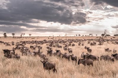 Wildlife at Wilderness Usawa, Tanzania