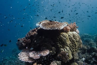beautiful corals in raja ampat indonesia