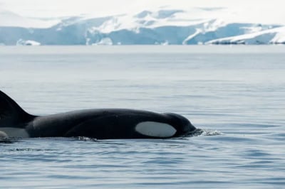 Orca sightings via the Magellan Explorer Luxury Arctic Expedition