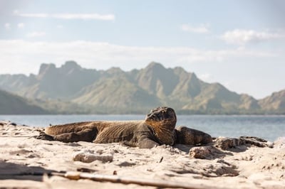 A Komodo dragon in Indonesia