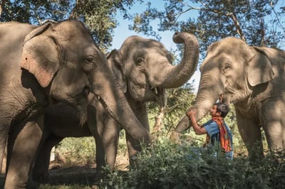Elephants at Anantara Golden Triangle Elephant Camp Thailand