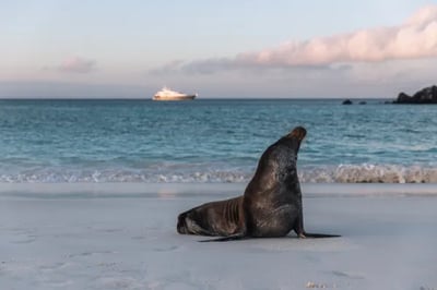 Aqua Mare luxury Yacht holiday Galapagos