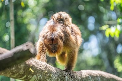 monkeys climing iguazu