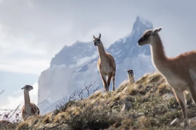 alpacas on a mountain
