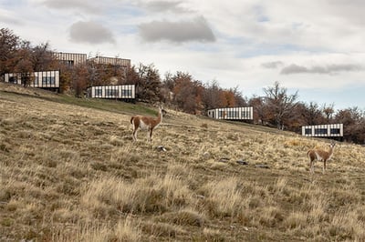 Awasi Patagonia landscape alpaca