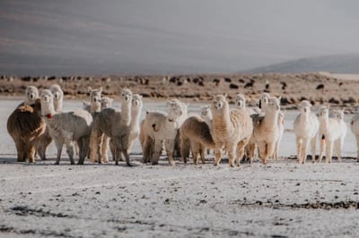 Alpacas in peru