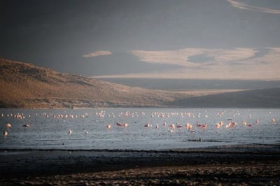 flamingos in peru
