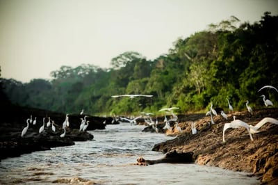Delfin Luxury River Cruise Peru
