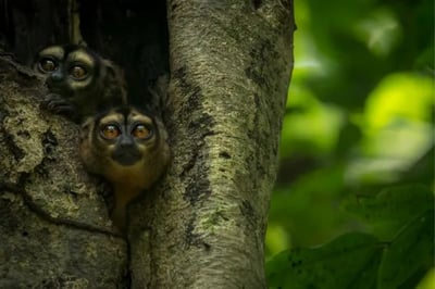 Amazon monkeys at Delfin Peru