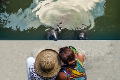 Seals at the Delfin Peru Amazon river cruise