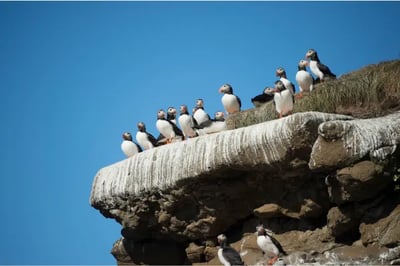Birds sat on a cliff near Deplar Farm Iceland