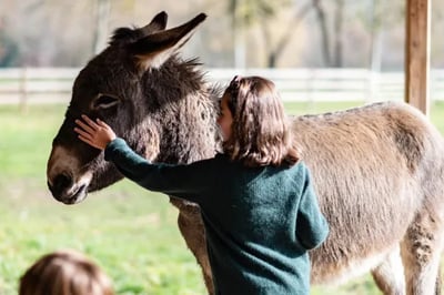 a child petting one of Domaine De Primard's donkeys