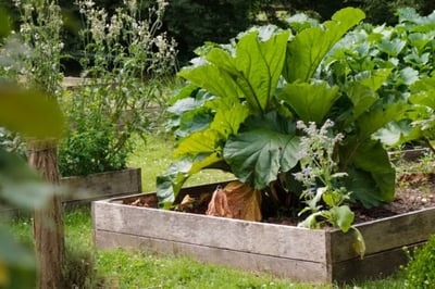 Vegetable garden at Domaine De Primard hotel Normandy