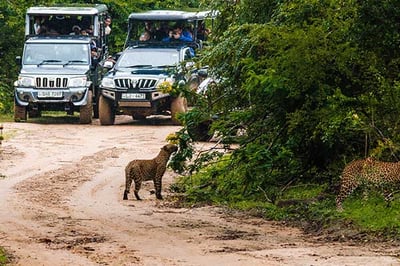 Game drives at Leopard Trails Yala