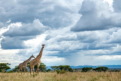 Singita Sabora Tented Camp
