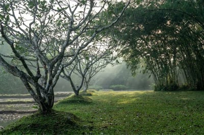 Gardens, Luxury Holidays to Lunuganga, Sri Lanka
