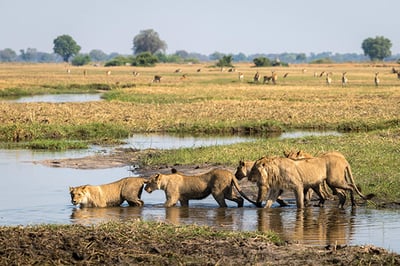 Qorokwe Camp