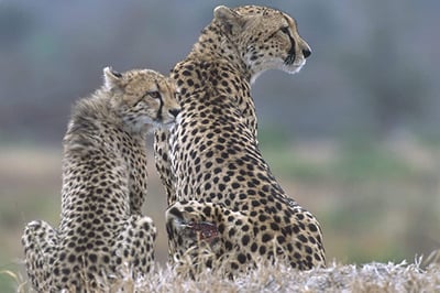 Sabi Sabi Selati Camp