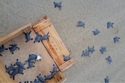 Turtle release Six Senses Con Dao, Luxury Holidays to Vietnam