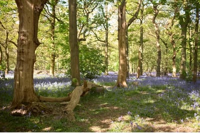 bluebells in UK forest