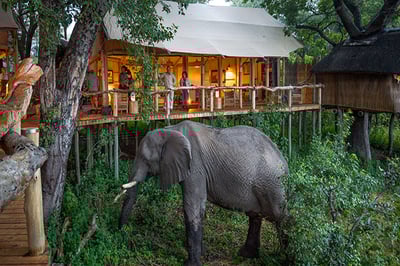 Tubu Tree Camp