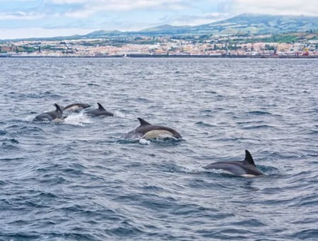 7 Boca do Inferno Viewpoint on São Miguel Island in the Azores, Portugal