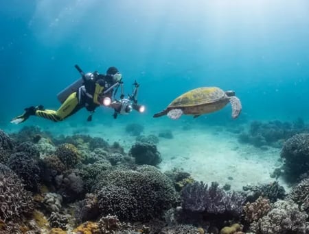 14 Sea turtle gliding over a vibrant coral reef in the Philippines