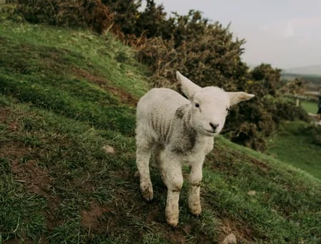 6 CLIFFS OF MOHER_SUNSET