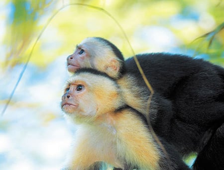 6-7 A beach on Nicaragua's pacific coast with jungle backdrop