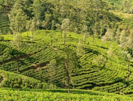 2 Hill Country tea plantations in Sri Lanka