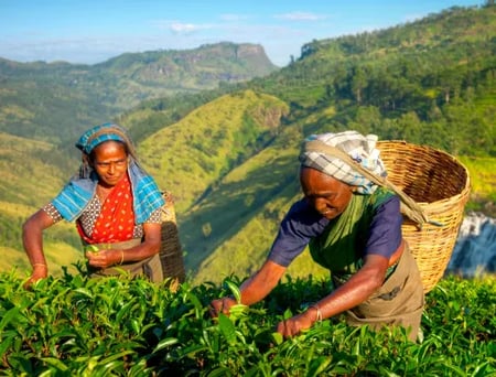 3 Hill Country tea plantations in Sri Lanka