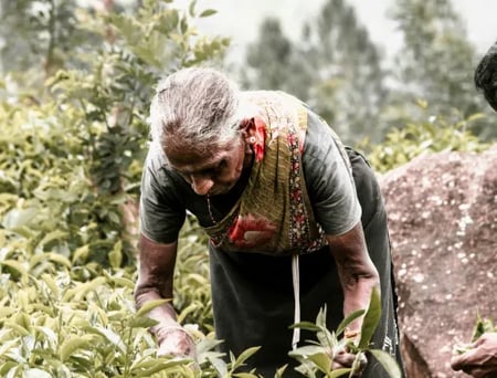 6 Hill Country tea plantations in Sri Lanka