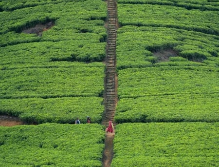 7 Hill Country tea plantations in Sri Lanka