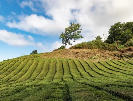 8 Boca do Inferno Viewpoint on São Miguel Island in the Azores, Portugal