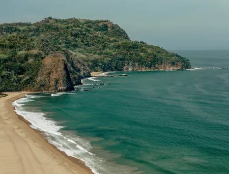 14 A train driving past an agave plantation