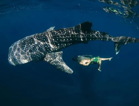 8 Sea turtle gliding over a vibrant coral reef in the Philippines