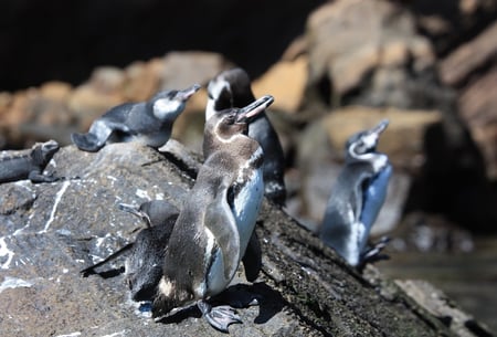 13 Southern Ecuador & the Galapagos