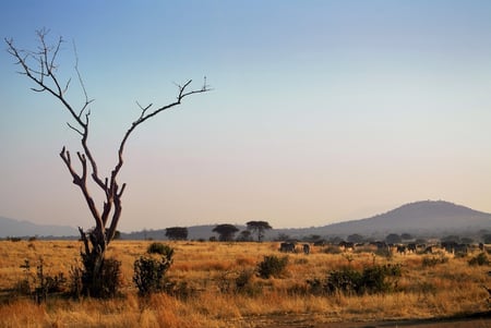 9 Three giraffe on Kilimanjaro mount background in National park of Kenya, Africa