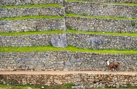 11 View of the Lost Incan City of Machu Picchu near Cusco, Peru. A UNESCO World Heritage Site