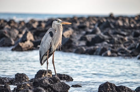 14 Southern Ecuador & the Galapagos