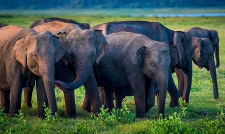 4 Elephants in river, Sri Lanka Safaris