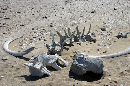 2 Ship Wreck along the Skeleton Coast in Western Namibia