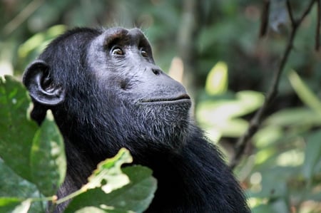 3 The hand of a Mountain gorilla in the jungles of Rwanda, Africa, holding a vine