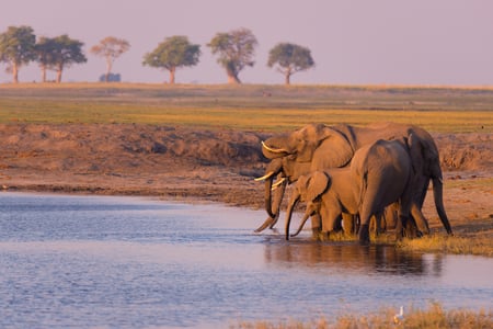 2 Elephants in Luangwa