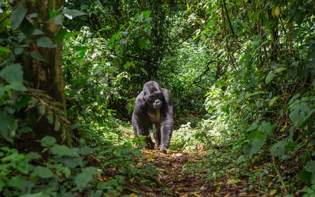 9 The hand of a Mountain gorilla in the jungles of Rwanda, Africa, holding a vine