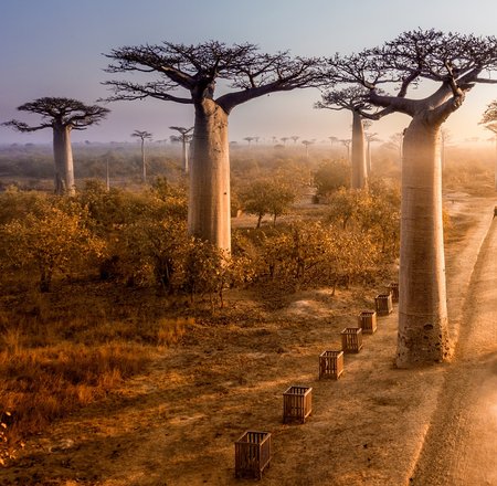 7 Beautiful Baobab trees avenue of the baobabs in Madagascar