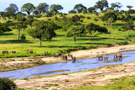 2 A migration of wildebeest in Serengeti national Park,Tanzania