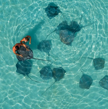 5 humpback whale calf in clear blue waters, French Polynesia